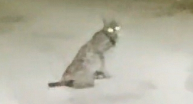 Konya’da vaşak görüntülendi   