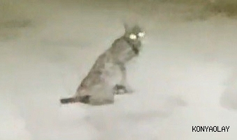 Konya’da vaşak görüntülendi   