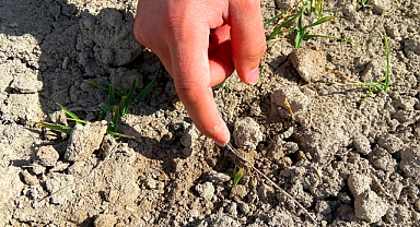 Konya'da yağışlar bereket getirdi