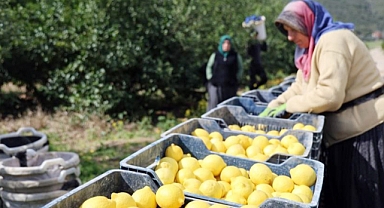 TÜİK'e göre limonda üretici fiyatları yıllık yüzde 410 yükseldi  