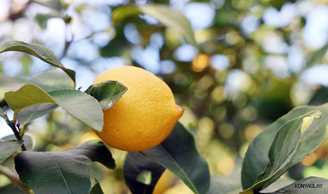 TÜİK'e göre limonda üretici fiyatları yıllık yüzde 410 yükseldi  