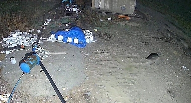 Domuz sürüsü yerleşim alanına indi