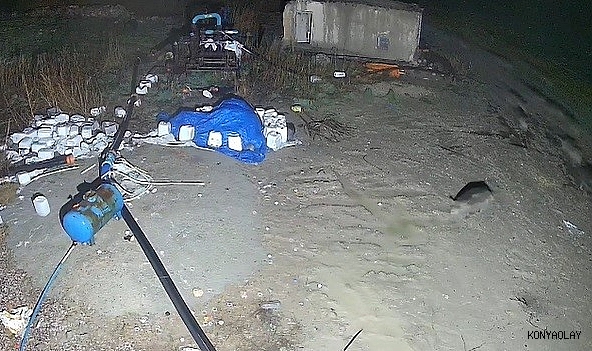 Domuz sürüsü yerleşim alanına indi