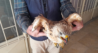 Karapınar’da yaralı kızıl şahin tedavi altına alındı