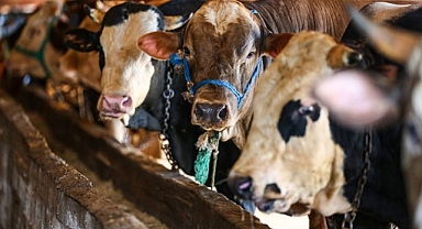 Konya’da kurban kesim ve işleme fiyatları belli oldu