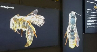 Konya'nın kalbinde 50 bin yıllık gizli ordu: Ömürleri sadece 42 gün