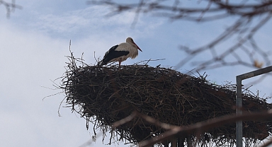 Konya'nın leylekleri yuvalarına geldi