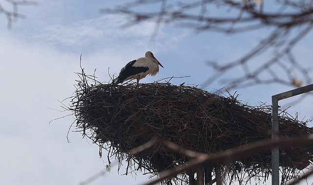 Konya'nın leylekleri yuvalarına geldi