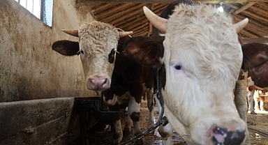 Kurbanlık alacaklara 