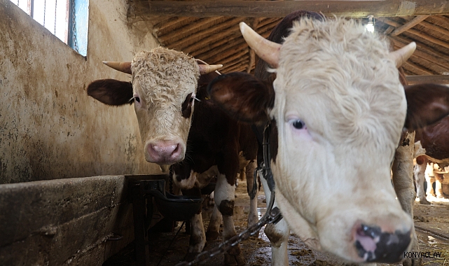 Kurbanlık alacaklara 