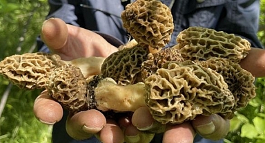 Kuzugöbeği mantarı nerede yetişir, hangi ayda çıkar, nasıl yetiştirilir, faydaları neler? Kuzugöbeği mantarının fiyatı ne kadar, neden pahalı?