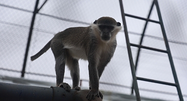 Yakalanan maymun Konya'da hayvanat bahçesine teslim edildi