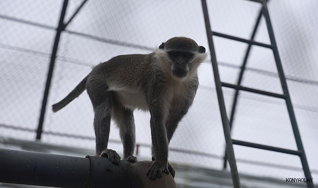 Yakalanan maymun Konya'da hayvanat bahçesine teslim edildi