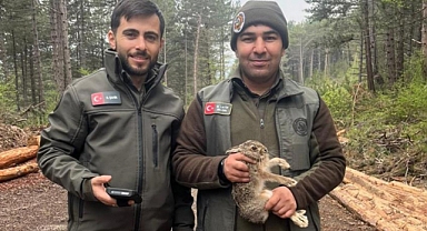 Ağaca sıkışan yavru tavşanı ormancılar kurtardı  