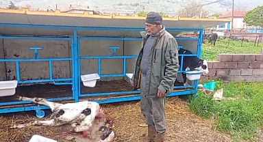 Başıboş köpekler buzağıyı parçaladı