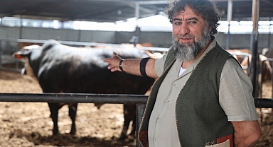 Boğasını 500 bin liraya sattı
