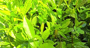 ÇAYKUR sezonun ilk 3 gününde 5 bin 600 ton çay aldı 