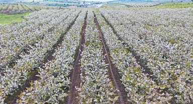 Çiçek açan kiraz ağaçlarının manzarası hayran bıraktı   