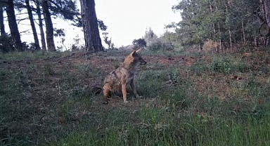 Ganoslar'da yaban hayatın eşsiz anları gözler önüne serildi