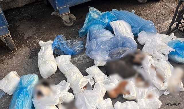 Kan donduran vahşet: Çöp konteynerinde 33 ölü kedi bulundu
