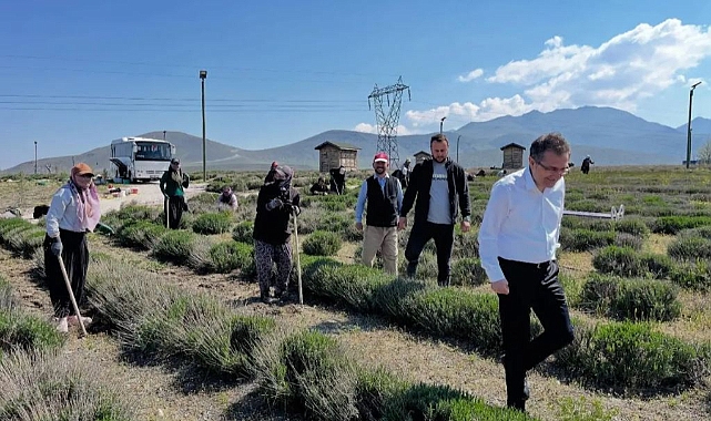 Karapınar'da mor şölen! Fotoğraf tutkunları buraya akın edecek