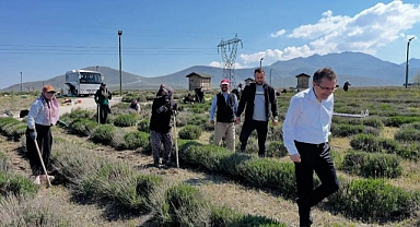 Karapınar'da mor şölen! Fotoğraf tutkunları buraya akın edecek