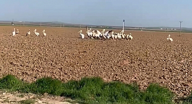  Karapınar'da Pelikan sürüsü tarlada mola verdi
