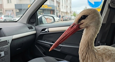 Konyalı vatandaştan yaralı leyleğe şefkat eli