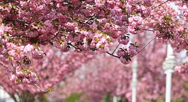 Sakuralar için Japonya’ya gitmenize gerek yok; Konya’da Sakura mevsimi başladı