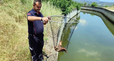 Sulama kanalına düşen yaralı kartal kurtarıldı   