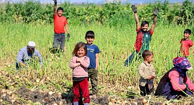 Tarım işçisi ailelerin çocukları okul yerine tarlada