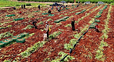 Turfanda patateste hasat başladı