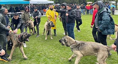 Türk Anadolu Çoban Köpekleri yarıştı