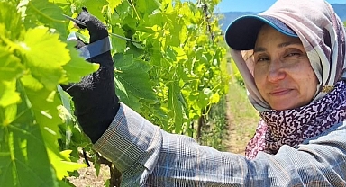 Üreticiler üzüm için zamana karşı yarışıyor   