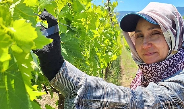 Üreticiler üzüm için zamana karşı yarışıyor