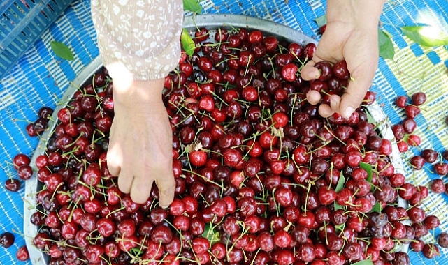 Konya kirazında rekolte patladı, fiyatlar çakıldı! Hadimli çiftçi kara kara düşünüyor