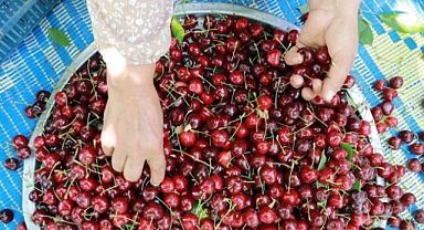 Konya kirazında rekolte patladı, fiyatlar çakıldı! Hadimli çiftçi kara kara düşünüyor
