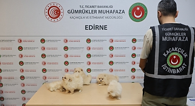 Yavru köpeklere yönelik kaçakçılık girişimine geçit yok