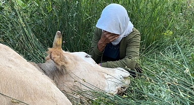 Çaresizliğin fotoğrafı