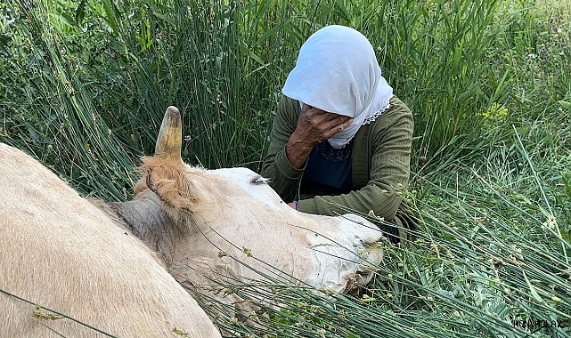 Çaresizliğin fotoğrafı