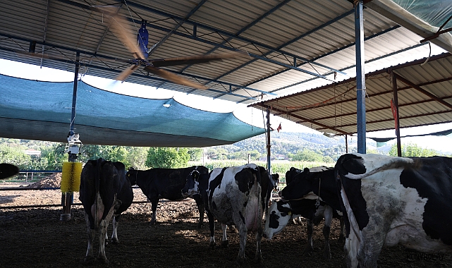 Çöl sıcakları inekleri strese soktu! Ahırlar vantilatör ile serinletiliyor