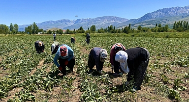 Kadın tarım işçilerinden kavurucu sıcakta pancar mesaisi