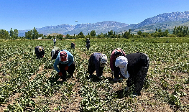 Kadın tarım işçilerinden kavurucu sıcakta pancar mesaisi