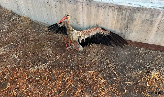Kanala düşen leyleği itfaiye kurtardı