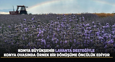 Konya büyükşehir'in lavanta desteği devam ediyor