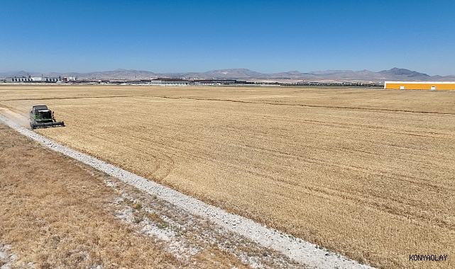 Pilot uygulamada ilk hasat yapıldı! Selçuklu’da atıl araziler değerlendiriliyor