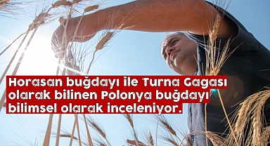 S.Ü'de iklim değişikliğinin etkilerine dayanıklı buğday türleri araştırılıyor