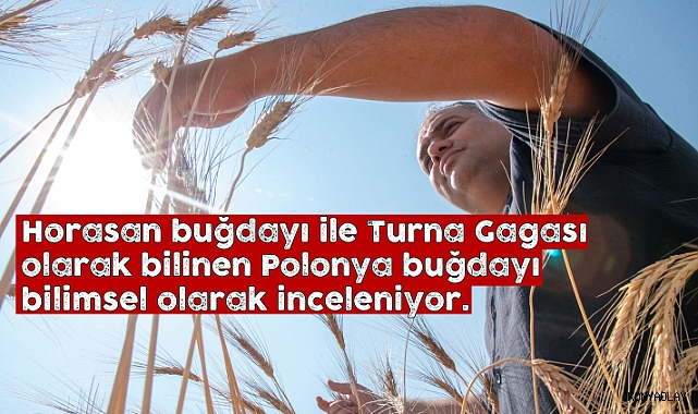 S.Ü'de iklim değişikliğinin etkilerine dayanıklı buğday türleri araştırılıyor
