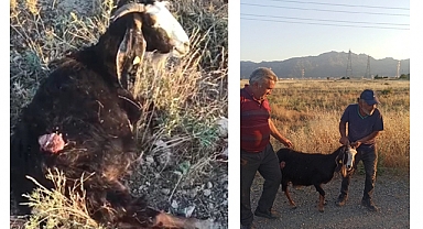  Sokak köpekleri keçiye saldırdı