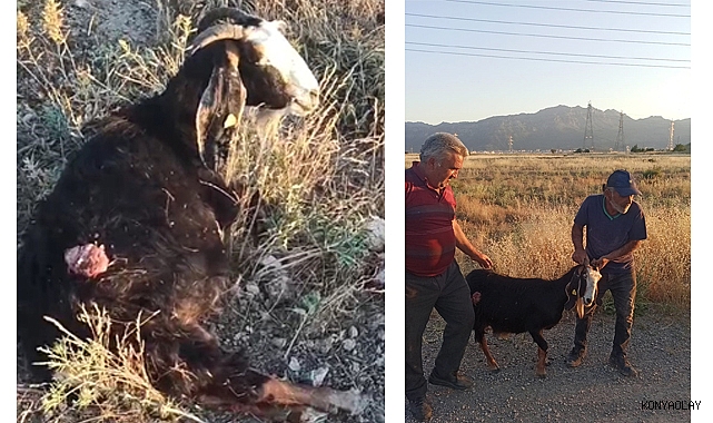 Sokak köpekleri keçiye saldırdı
